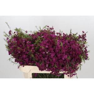 Chamelaucium Free Spirit