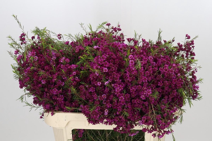 <h4>Chamelaucium Free Spirit</h4>