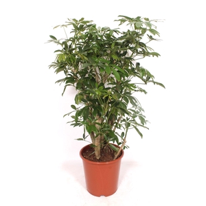 Schefflera Compacta