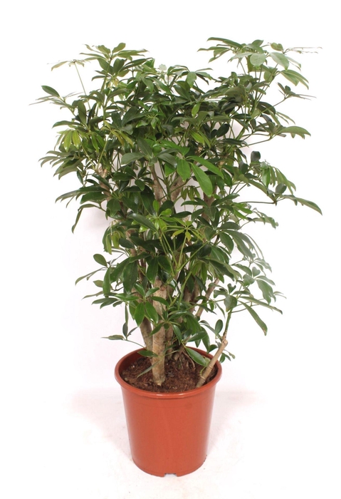 <h4>Schefflera Compacta</h4>