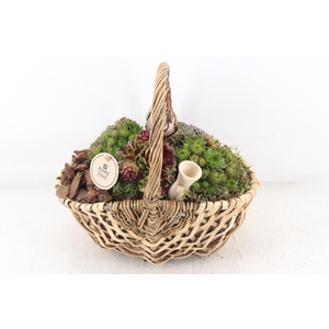 arr4 Semp PL - Tasmand x4