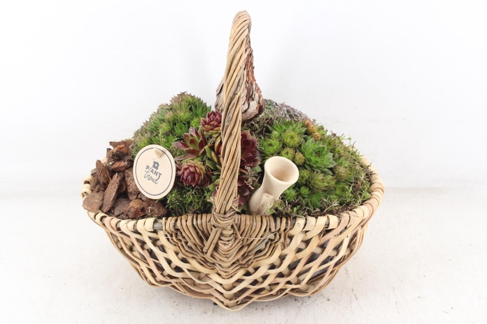 <h4>arr4 Semp PL - Tasmand x4</h4>