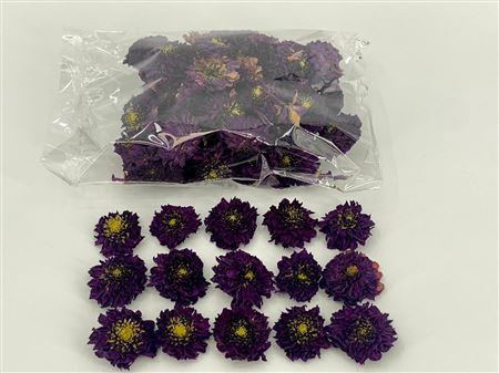 DRIED DAHLIA HEADS VIOLET BAG (50-6