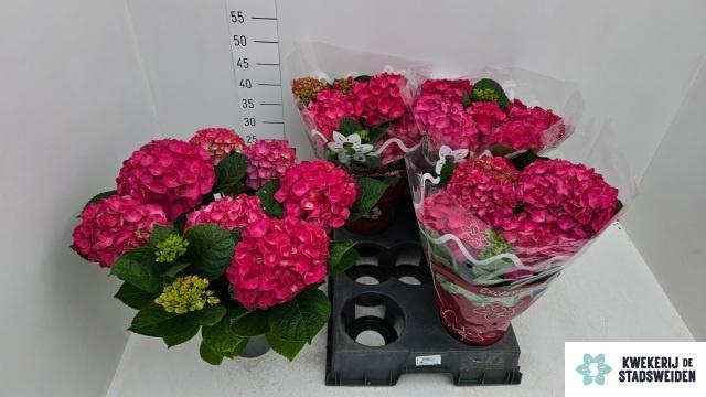 <h4>HYDR M AMSTERDAM</h4>