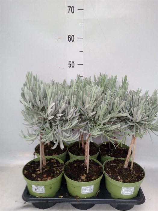 <h4>Lavandula angus.</h4>
