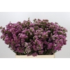 Chamelaucium 'Nina's Delight'