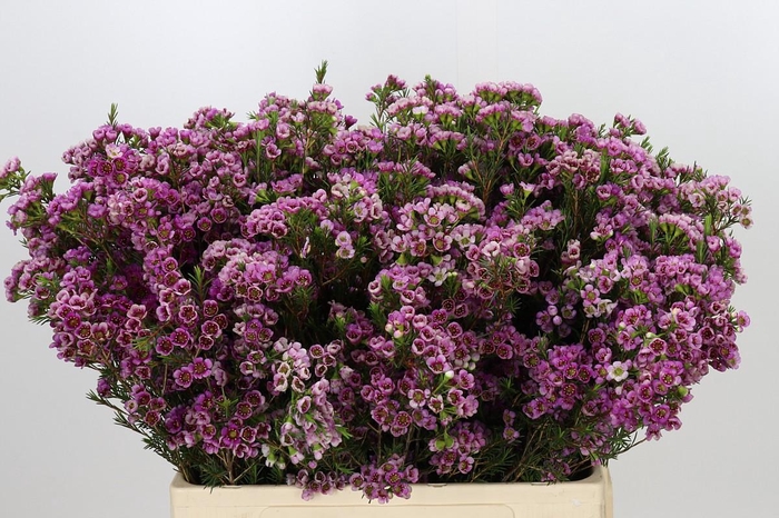 <h4>Chamelaucium 'Nina's Delight'</h4>