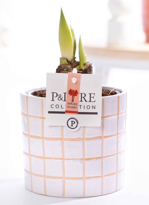 <h4>Hippeastrum red in P&PURE Tirza ceramics</h4>
