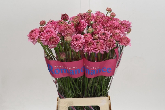 Ranunculus Poodle Ramlia
