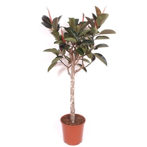 Ficus Burgundy