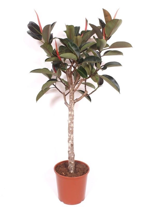 <h4>Ficus Burgundy</h4>