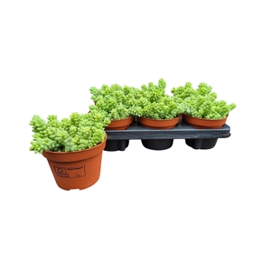 SEDUM BURRITO