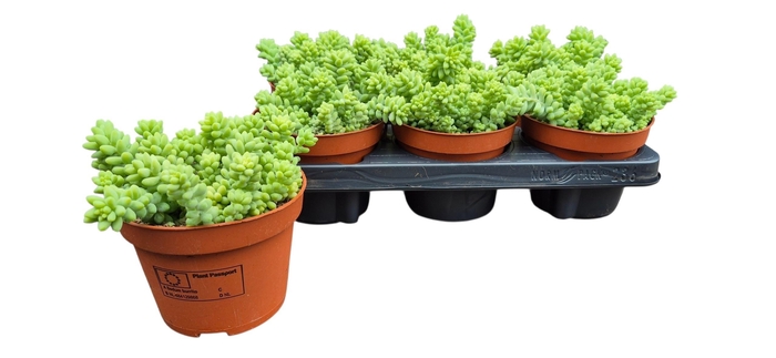 <h4>SEDUM BURRITO</h4>