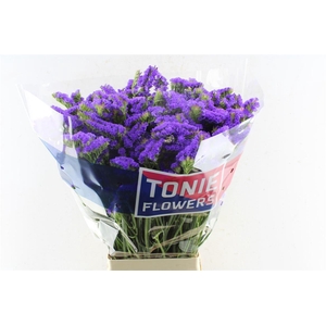 Lim S Crystal Dark Blue