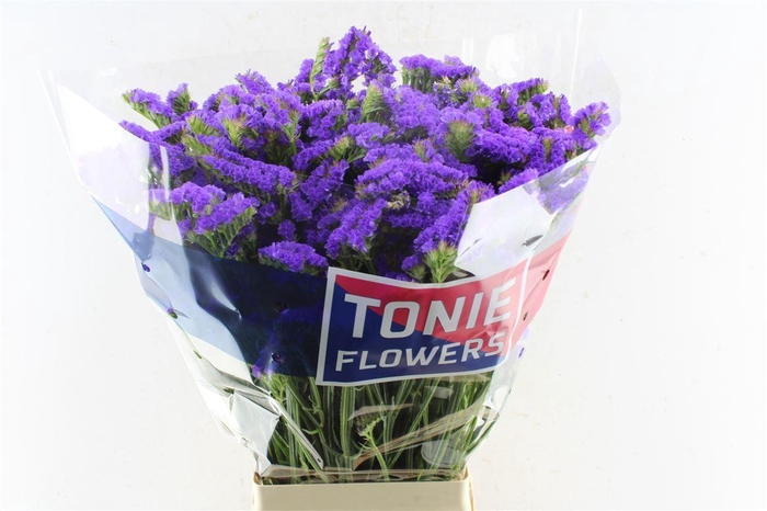 <h4>Lim S Crystal Dark Blue</h4>