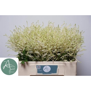 Astilbe Washington Aert