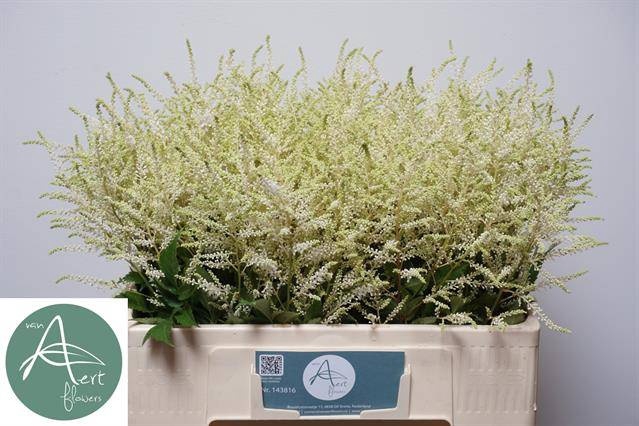 <h4>Astilbe Washington Aert</h4>