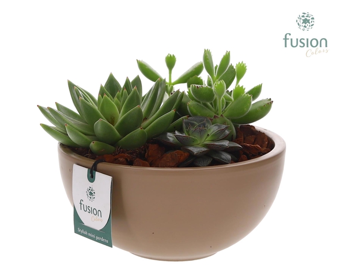 <h4>Keramieken moonschaal beige met succulenten</h4>