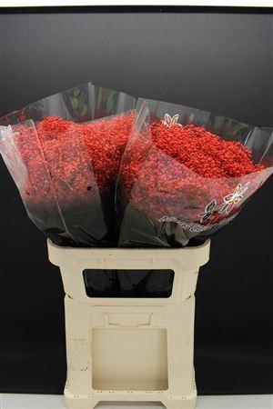 <h4>Gyps Fijn Rood</h4>