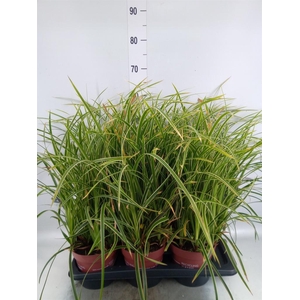 Carex morrowii 'Ice Dance'