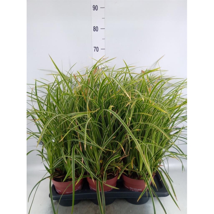 <h4>Carex morrowii 'Ice Dance'</h4>