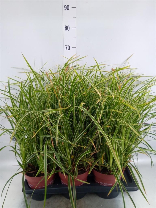 Carex morrowii 'Ice Dance'
