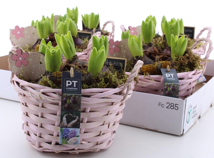 <h4>ARR HYACINTH</h4>