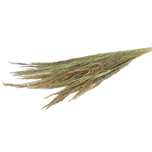 Bunch Erba Grass Slv 250g L100