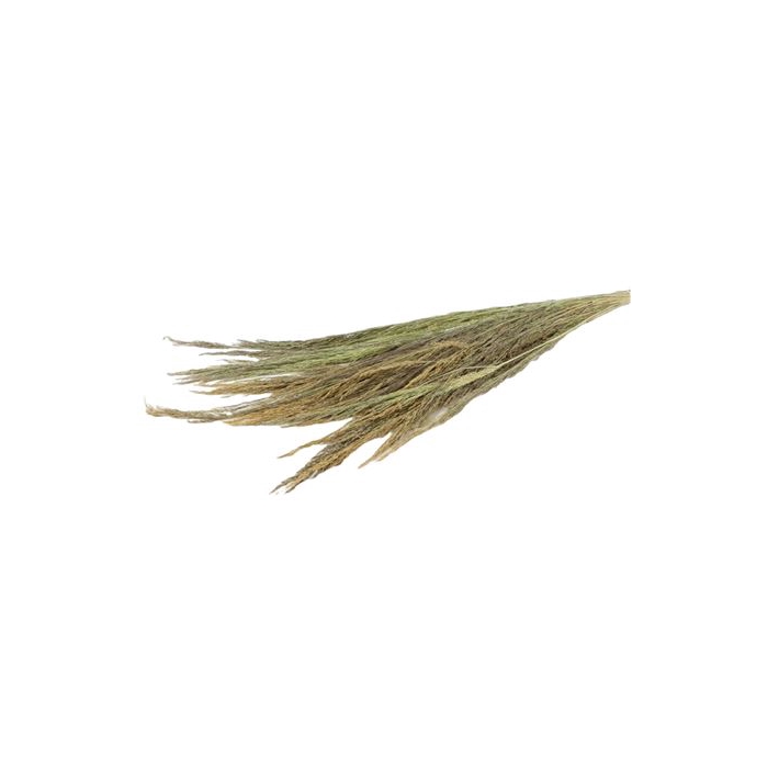 <h4>Bunch Erba Grass Slv 250g L100</h4>