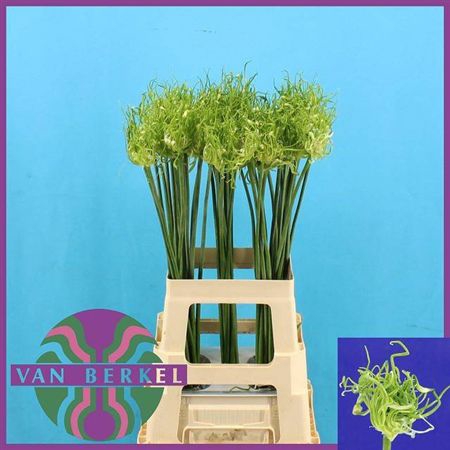 Allium Fido Dido