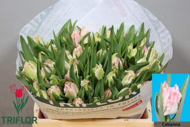 <h4>TU PA CABANNA</h4>