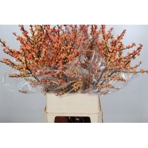 Ilex verticillata cresgold