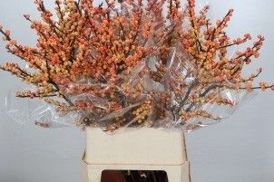 <h4>Ilex verticillata cresgold</h4>