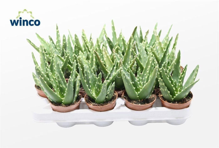 <h4>Aloe variegata 'Magic'</h4>