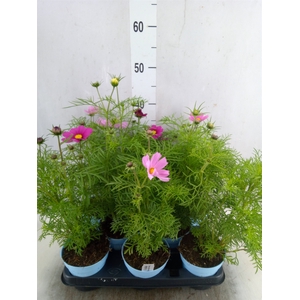 Cosmos bipinnatus