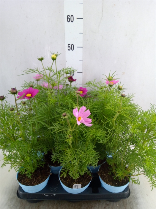 <h4>Cosmos bipinnatus</h4>
