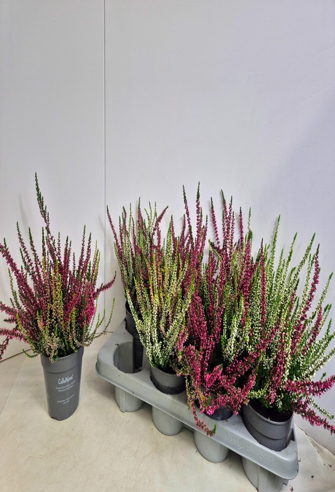 <h4>CALLU NOVA GEM 2 KL</h4>