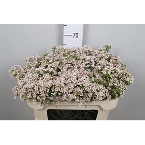 Chamelaucium Jupiter Solar