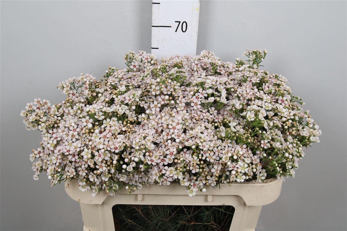 <h4>Chamelaucium Jupiter Solar</h4>