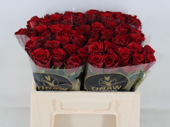 <h4>R GR UPPER CLASS</h4>