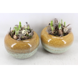 arr4 Narcis MB - Ker. bolpot yellow