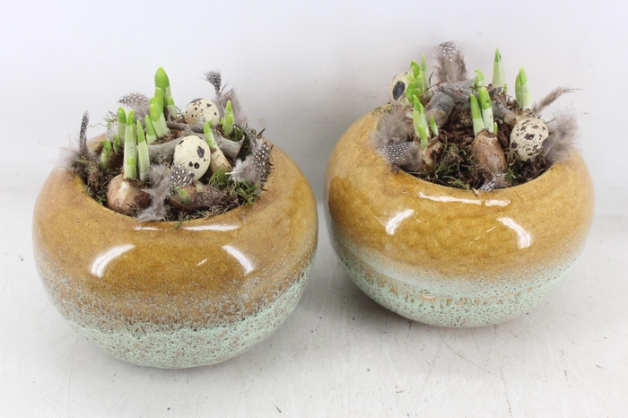 <h4>arr4 Narcis MB - Ker. bolpot yellow</h4>