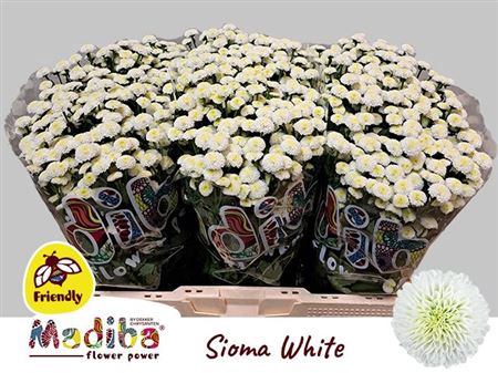 <h4>Chr S Mad White Sioma</h4>