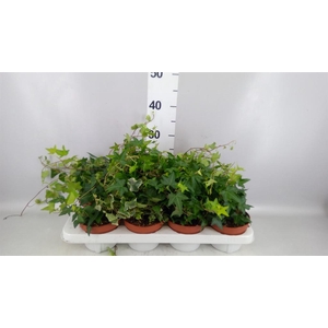 Hedera   ...mix