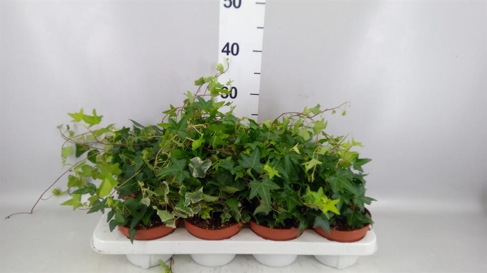 <h4>Hedera   ...mix</h4>