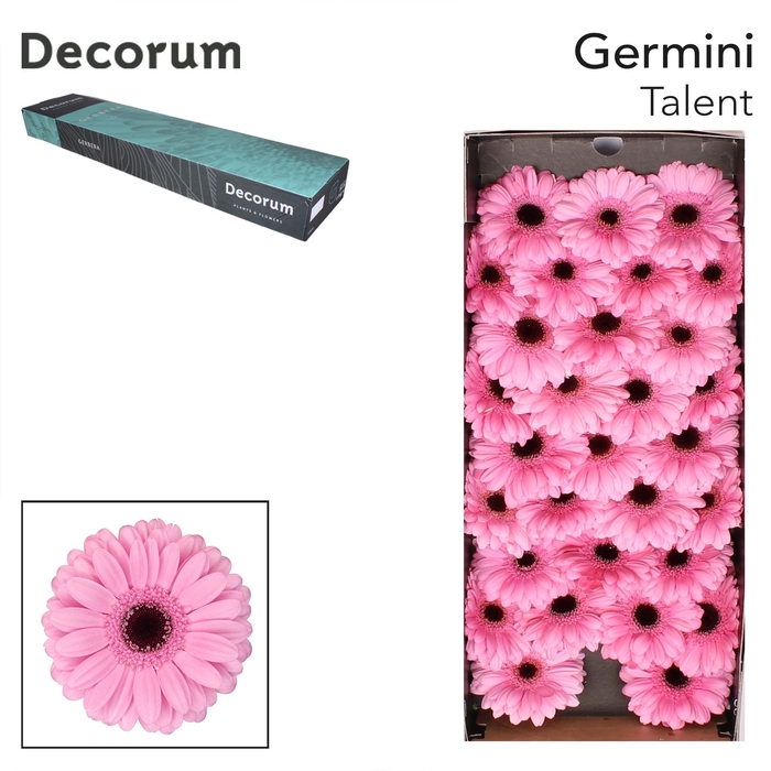 <h4>Germini Talent Half doos</h4>