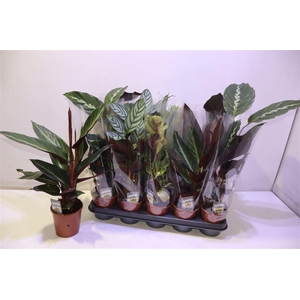 arr8 Calat Gem 3 Srt