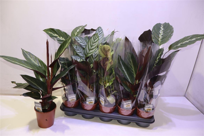 <h4>Calat Gem 3 Srt</h4>