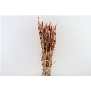 Dried Triticum Copper Bunch