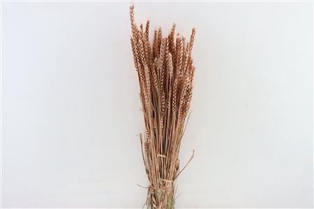 Dried Triticum Copper Bunch